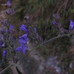 Strobilanthes tomentosa Buveinė