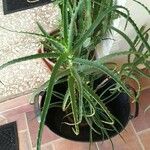 Aloe arborescens برگ