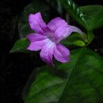 Barleria cristata 花