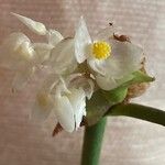 Begonia maculata Цветок