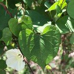 Ipomoea obscura Φύλλο