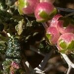 Sarcopoterium spinosum Flor