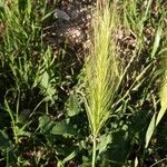 Dasypyrum villosum Fiore