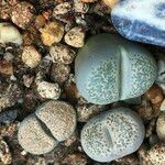 Lithops spp. 整株植物