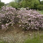 Rhododendron minus Habitat