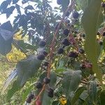 Prunus lusitanica Gyümölcs