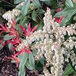 Pieris formosa Likasa