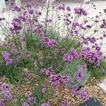 Verbena bonariensis花