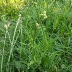 Crepis biennis Leaf