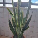 Dracaena trifasciataBlad