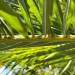 Phoenix canariensis Leaf