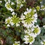 Arabis alpina Blüte