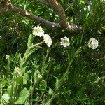 Arabis ciliata Inny