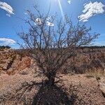 Purshia tridentata Συνήθη χαρακτηριστικά