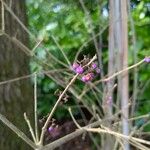 Callicarpa americana Φρούτο