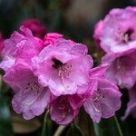 Rhododendron fulvum Flower