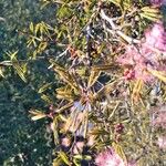 Calliandra brevipes Hoja