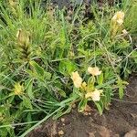 Barleria eranthemoides Floare