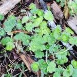 Hydrocotyle americana Liść