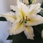 Lilium candidum Цветок