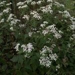 Ageratina altissimaFolla