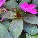 Impatiens walleriana Leaf