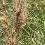 Hordeum marinum पत्ता