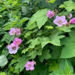 Rubus odoratus Kvet