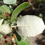 Quercus rotundifolia Leaf