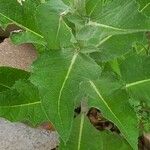 Verbascum pulverulentum ഇല