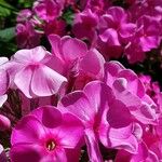 Phlox maculata Flower