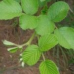 Rubus ellipticus Blatt