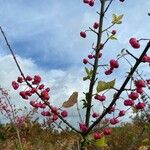 Euonymus europaeus Ffrwyth