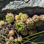 Sempervivum montanum Hoja