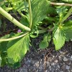 Valeriana macrosiphon Blad