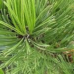 Pinus heldreichii Folha