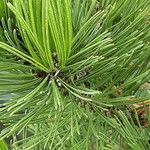 Pinus heldreichii Leaf