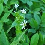 Stellaria nemorum Кветка