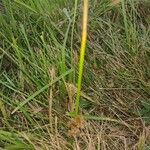 Juncus subnodulosus 葉