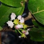 Malpighia stevensii Blüte