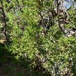 Juniperus monosperma Folha