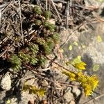 Sedum lanceolatum Feuille