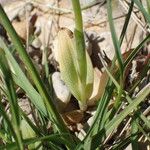 Ophrys speculum Levél