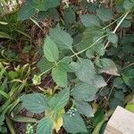 Lantana viburnoides Blad