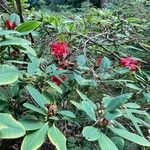 Rhododendron thomsonii Blomma