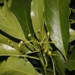 Ocotea viridiflora Ліст