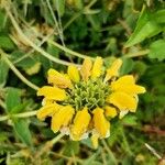 Phlomis fruticosaFloare