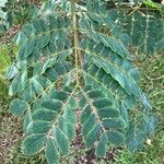 Albizia guachapele Blatt