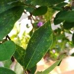 Brunfelsia uniflora Leaf