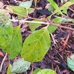 Cephalanthus occidentalis Hoja